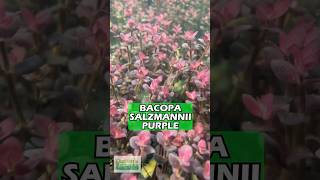 Bacopa Salzmannii Purple Aquarium Plant For Sale [upl. by Ileak]