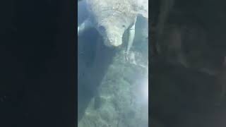 Manatee AKA  Sea Cow  Ichetucknee springs Fl manatees ichetucknee springs [upl. by Muryh]