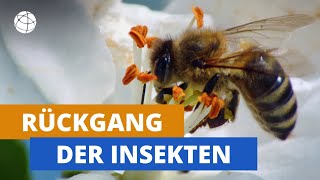 Insekten in Gefahr  Planet Schule [upl. by Lewis]