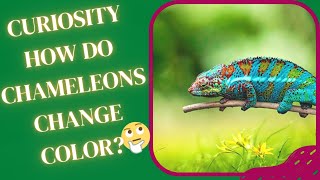 CURIOSITY HOW DO CHAMELEONS CHANGE COLOR Curious Head [upl. by Edmea]