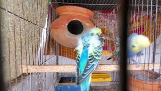 Parakeets Mating and Sounds II Birds Mating parakeet bird budgie lovebird [upl. by Daus]