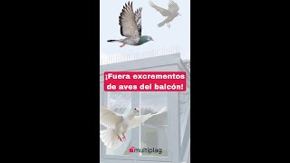 ¿CÓMO AHUYENTAR A LAS PALOMAS DE TU BALCÓN O VENTANA DE MANERA EFICAZ 🕊👋🏻 shorts aves paloma [upl. by Jempty]