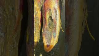 Cows hoof quotKeratin fingersquot rare case asmr hoof [upl. by Ilak]