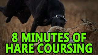 Hare Coursing 8minutes  Working Lurcher [upl. by Lirret]