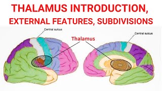 Thalamus  Introduction  External Features  Subdivisions [upl. by Refotsirhc]