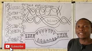 DNA REPLICATION Revision of DNA STRUCTURE included [upl. by Devona401]