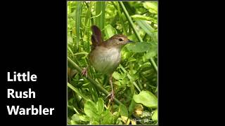 10 warbler calls from southern Africa [upl. by Enrico]