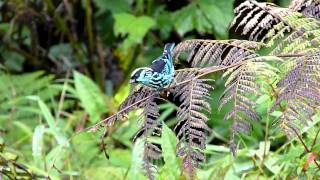 Berylspangled Tanager [upl. by Rehpotsirk310]