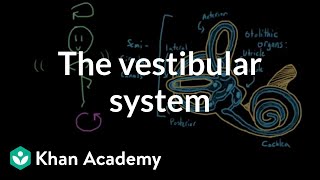 The vestibular system balance and dizziness  Processing the Environment  MCAT  Khan Academy [upl. by Eidurt]