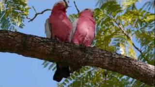 Two Galahs Eolophus Roseicapilla in the Tree [upl. by Gaskin]