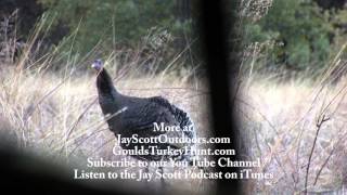 Best Wild Turkey Hen Calling and Yelping Video 3 [upl. by Alekin312]