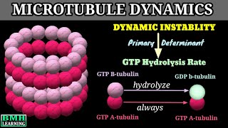 Dynamic Instablity Of Microtubules  Microtubule Dynamics [upl. by Yetsirhc]