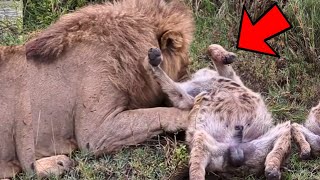 An big lion kills hyena in front of pack in kruger national park  south africa  latest sightings [upl. by Karlotta]