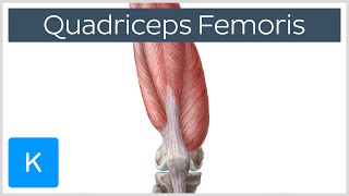 Quadriceps Femoris Muscle  Origin Insertion and Function  Human Anatomy  Kenhub [upl. by Mcconaghy460]