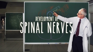 Neuroanatomy S1 E2B Development of Spinal Nerves neuroanatomy spinalcord spine medicine [upl. by Chirlin]