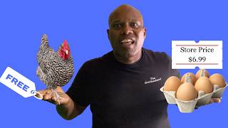 Are Chicken Eggs Straight From A Farmer Better Than Store Bought Eggs [upl. by Bashemath]