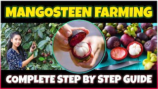 Mangosteen Farming  Growing Mangosteen from Seed at Home  Complete Mangosteen Cultivation Guide [upl. by Tihor]