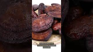 Reishi Mushroom Health Benefits [upl. by Berne804]