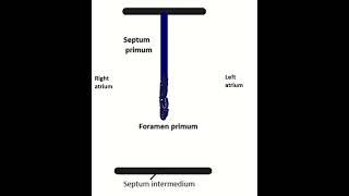 Development of interatrial septum shortsyoutube [upl. by Tutto]