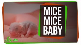 How Researchers Made Mice Pups from Two Moms and Two Dads  SciShow News [upl. by Dennard]