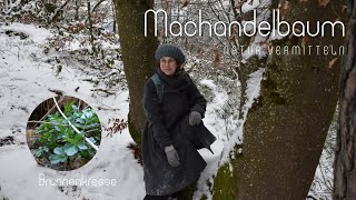 Brunnenkresse  Kräuterwissen von Machandelbaum [upl. by Akemad128]