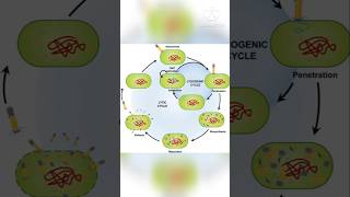 Microbiology Bacteriophage Lytic and lysogenic cycle mystery soni [upl. by Aicilat]