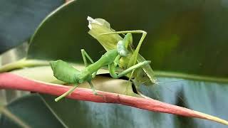 Praying Mantis Vs Katydid mantis katydid insects viral [upl. by Orthman]