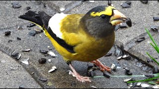 Gros becs errants chant  Evening Grosbeak song [upl. by Ilse]