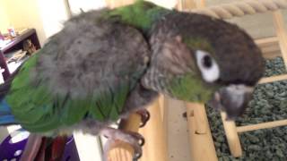 Green cheek Conure talking saying pretty bird 1 [upl. by Stevens511]