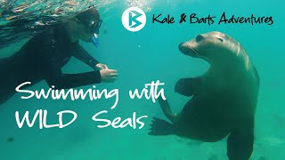 Swimming with WILD seals  Jurien Bay Western Australia [upl. by Reniar]