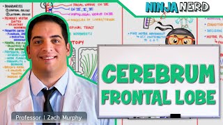 Neurology  Cerebrum Frontal Lobe Anatomy amp Function [upl. by Ttessil]