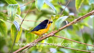 Gaturamo Euphonia violacea Violaceous Euphonia  MVI 3975 [upl. by Aimak]