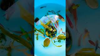 Fish in the water nursery rhyme Baku Azerbaijan aquarium aquariumfish fish [upl. by Kalie]