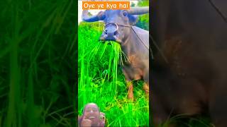 comedy funny cow fun farmer experiment [upl. by Agem]