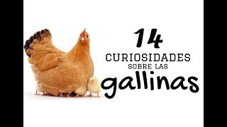 14 Curiosidades sobre las gallinas [upl. by Rumit]