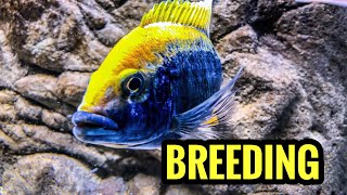 Breeding African Cichlids Is Easy [upl. by Aicram374]