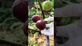 Picking The Ripe Figs The Way To Picking Fig shorts youtubeshorts fruit [upl. by Yehc]