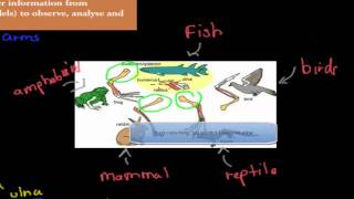 5 Vertebrate forelimbs HSC biology [upl. by Nilorac566]