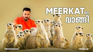 Meerkat ഇതെന്താ ഇങ്ങനെ നിൽക്കുന്നത്‌ 🙄 petstation ൽ ഒരു ജോഡി മീർക്കാറ്റും വാങ്ങി [upl. by Bab]