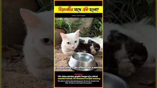 Emotional Story of Mother Cat amp Poor Kittens 😭 Heart Touching Rescue Video TBMShortStory shorts [upl. by Hamann200]