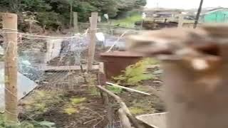 From the Allotment  Dealing With Muntjac Deer [upl. by Ebonee746]