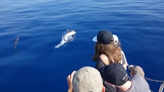 A la rencontre des dauphins [upl. by Akiaki63]