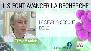 Institut Pasteur  S03E04  Le staphylocoque doré  Tarek MSADEK [upl. by Hedy]