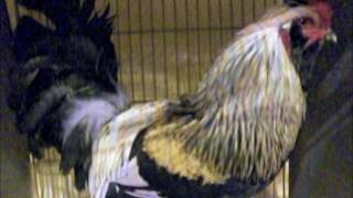 Araucanas National Poultry Show UK [upl. by Sumer]