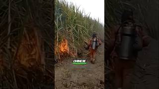 Why do the Chinese deliberately set fire to sugarcane crops [upl. by Nospmoht]