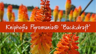 Kniphofia Pyromania® Backdraft at Prides Corner Farms [upl. by Milda593]