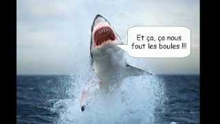 Les Requins des fossiles vivants [upl. by Atsirtal504]