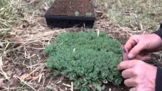 Grow your own Sedum From Free Cuttings quotLive For Everquot Hardy Perennials [upl. by Peugia]