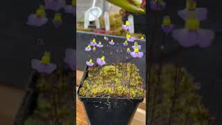 Shorts Utricularia Bisquamata CV Bettys Bay [upl. by Newg]