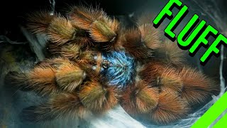 10 FLUFFY Tarantulas YOU HAVE To See To BELIEVE [upl. by Macleod]